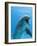 Bottlenose Dolphin Underwater-Augusto Leandro Stanzani-Framed Photographic Print