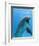 Bottlenose Dolphin Underwater-Augusto Leandro Stanzani-Framed Photographic Print