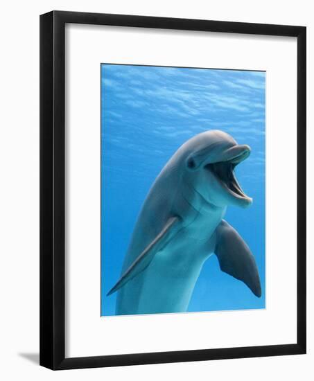 Bottlenose Dolphin Underwater-Augusto Leandro Stanzani-Framed Photographic Print