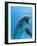 Bottlenose Dolphin Underwater-Augusto Leandro Stanzani-Framed Photographic Print