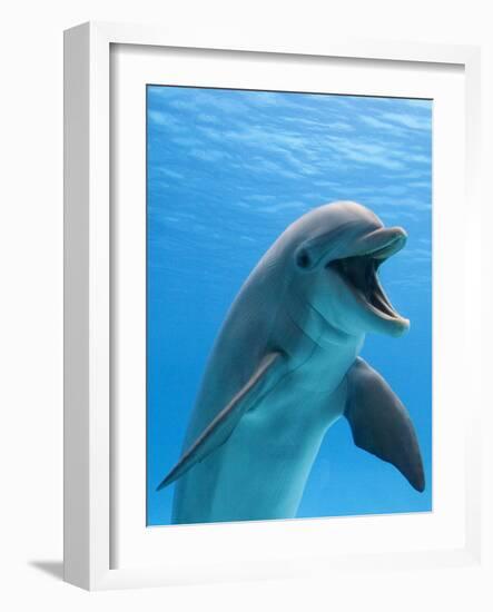 Bottlenose Dolphin Underwater-Augusto Leandro Stanzani-Framed Photographic Print