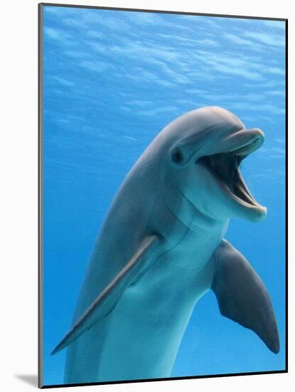 Bottlenose Dolphin Underwater-Augusto Leandro Stanzani-Mounted Photographic Print