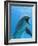 Bottlenose Dolphin Underwater-Augusto Leandro Stanzani-Framed Photographic Print