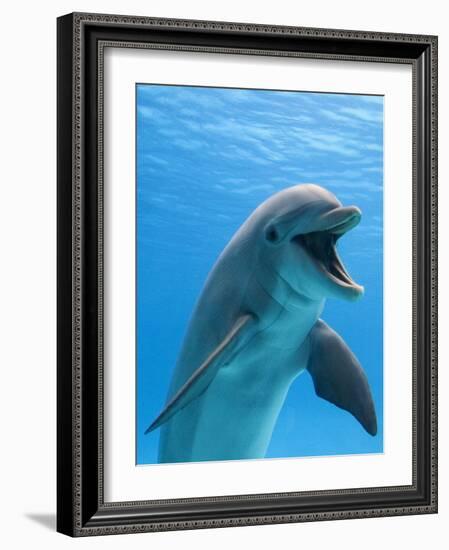 Bottlenose Dolphin Underwater-Augusto Leandro Stanzani-Framed Photographic Print