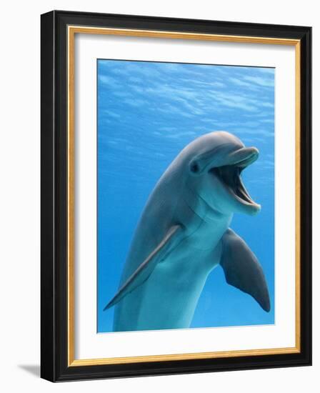 Bottlenose Dolphin Underwater-Augusto Leandro Stanzani-Framed Photographic Print