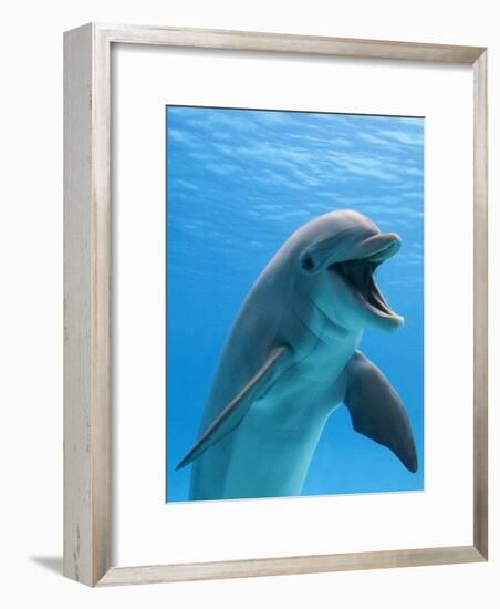 Bottlenose Dolphin Underwater-Augusto Leandro Stanzani-Framed Photographic Print