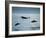 Bottlenose Dolphin-Francois Gohier-Framed Art Print