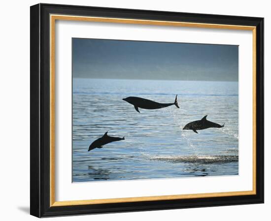 Bottlenose Dolphin-Francois Gohier-Framed Art Print