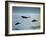 Bottlenose Dolphin-Francois Gohier-Framed Art Print