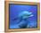 Bottlenose Dolphin-Stephen Frink-Framed Premier Image Canvas