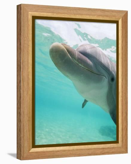 Bottlenose Dolphin-Stuart Westmorland-Framed Premier Image Canvas