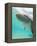 Bottlenose Dolphin-Stuart Westmorland-Framed Premier Image Canvas