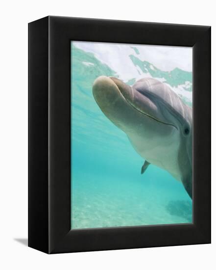 Bottlenose Dolphin-Stuart Westmorland-Framed Premier Image Canvas