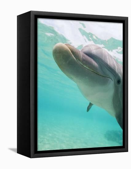 Bottlenose Dolphin-Stuart Westmorland-Framed Premier Image Canvas