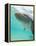 Bottlenose Dolphin-Stuart Westmorland-Framed Premier Image Canvas