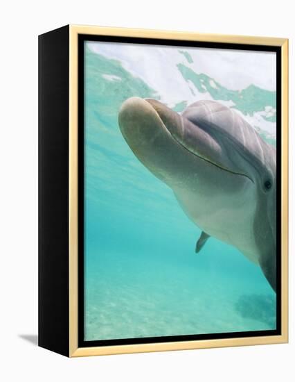 Bottlenose Dolphin-Stuart Westmorland-Framed Premier Image Canvas