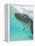 Bottlenose Dolphin-Stuart Westmorland-Framed Premier Image Canvas