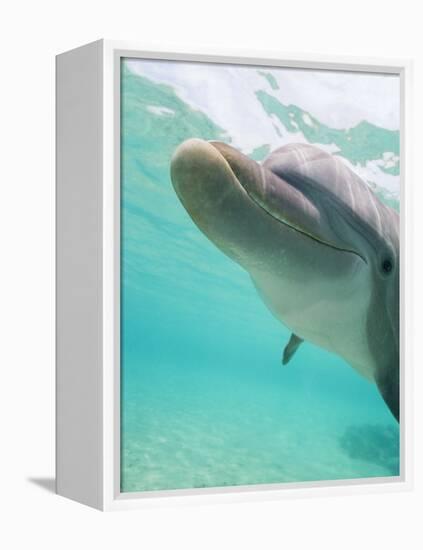 Bottlenose Dolphin-Stuart Westmorland-Framed Premier Image Canvas