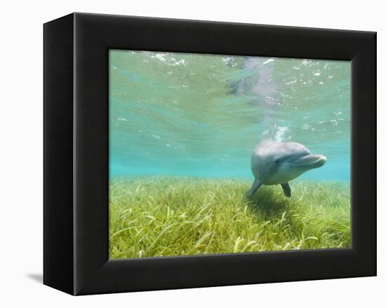 Bottlenose Dolphin-Stuart Westmorland-Framed Premier Image Canvas