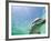 Bottlenose Dolphin-Stuart Westmorland-Framed Photographic Print