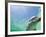 Bottlenose Dolphin-Stuart Westmorland-Framed Photographic Print