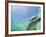 Bottlenose Dolphin-Stuart Westmorland-Framed Photographic Print