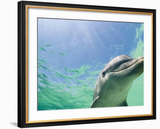 Bottlenose Dolphin-Stuart Westmorland-Framed Photographic Print