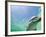 Bottlenose Dolphin-Stuart Westmorland-Framed Photographic Print