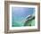 Bottlenose Dolphin-Stuart Westmorland-Framed Photographic Print