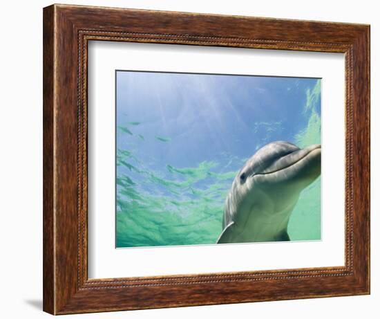 Bottlenose Dolphin-Stuart Westmorland-Framed Photographic Print