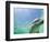 Bottlenose Dolphin-Stuart Westmorland-Framed Photographic Print