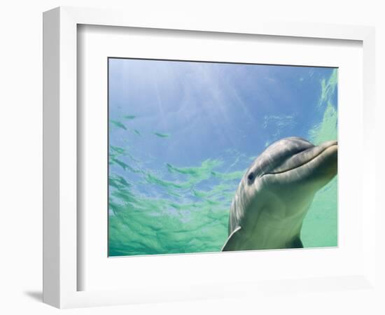 Bottlenose Dolphin-Stuart Westmorland-Framed Photographic Print