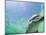 Bottlenose Dolphin-Stuart Westmorland-Mounted Photographic Print