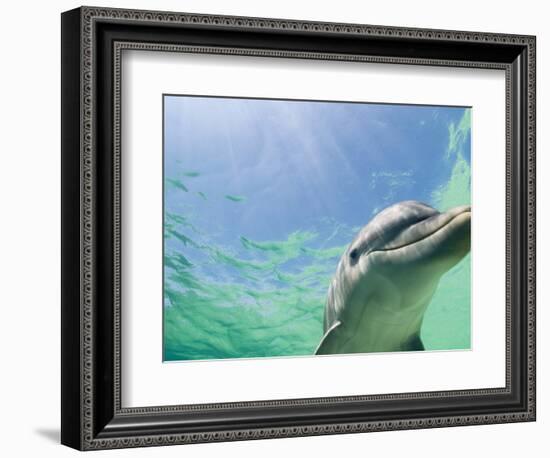 Bottlenose Dolphin-Stuart Westmorland-Framed Photographic Print