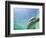 Bottlenose Dolphin-Stuart Westmorland-Framed Photographic Print