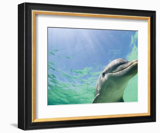 Bottlenose Dolphin-Stuart Westmorland-Framed Photographic Print