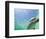 Bottlenose Dolphin-Stuart Westmorland-Framed Photographic Print