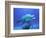 Bottlenose Dolphin-Stephen Frink-Framed Photographic Print