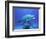 Bottlenose Dolphin-Stephen Frink-Framed Photographic Print