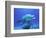 Bottlenose Dolphin-Stephen Frink-Framed Photographic Print