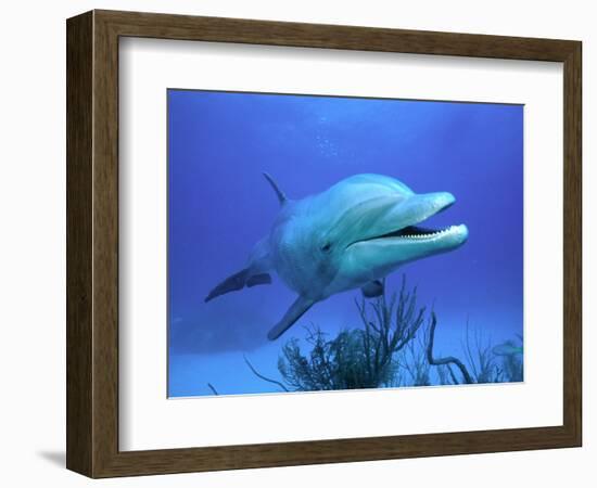 Bottlenose Dolphin-Stephen Frink-Framed Photographic Print