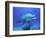 Bottlenose Dolphin-Stephen Frink-Framed Photographic Print