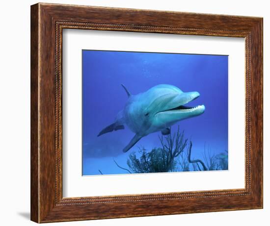 Bottlenose Dolphin-Stephen Frink-Framed Photographic Print