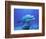 Bottlenose Dolphin-Stephen Frink-Framed Photographic Print