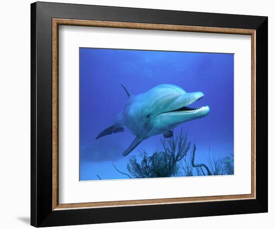 Bottlenose Dolphin-Stephen Frink-Framed Photographic Print