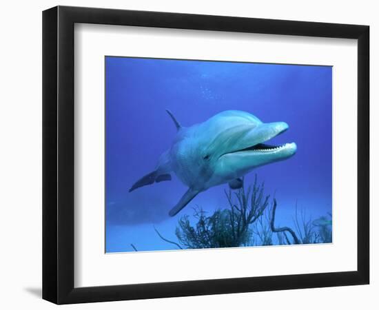 Bottlenose Dolphin-Stephen Frink-Framed Photographic Print