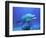 Bottlenose Dolphin-Stephen Frink-Framed Photographic Print