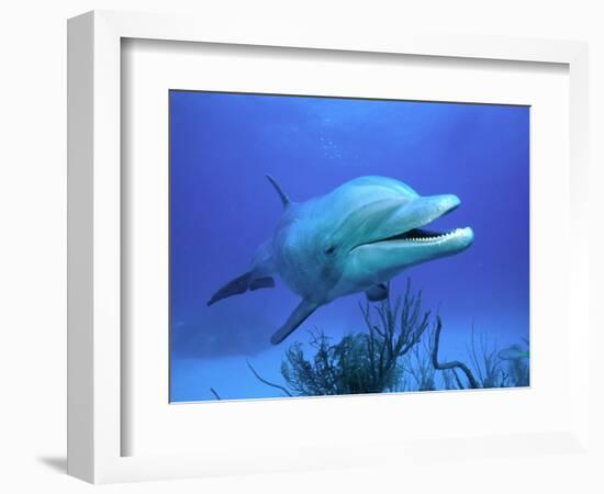 Bottlenose Dolphin-Stephen Frink-Framed Photographic Print