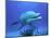 Bottlenose Dolphin-Stephen Frink-Mounted Photographic Print