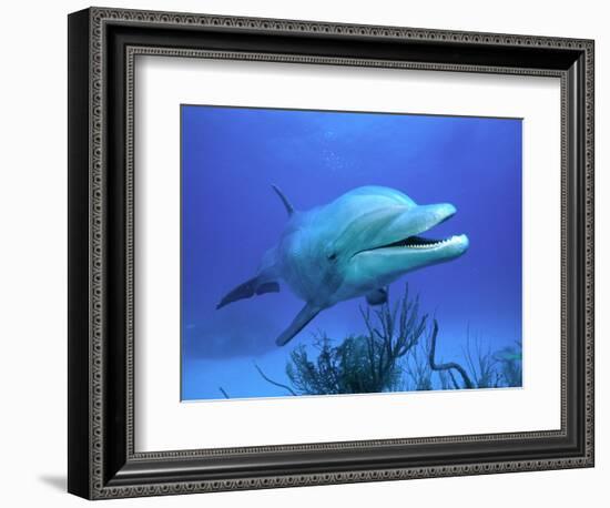 Bottlenose Dolphin-Stephen Frink-Framed Photographic Print